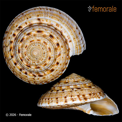 enlarge photo