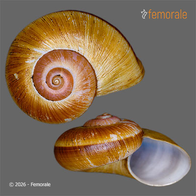 enlarge photo