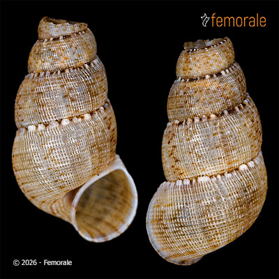 Ramsdenia rotundata (Poey, 1854)