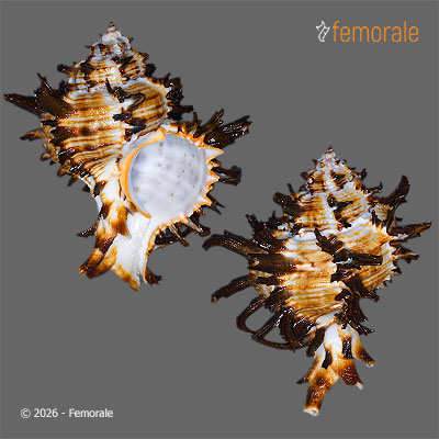 Hexaplex cichoreum (Gmelin, 1791)