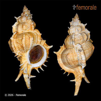 Siratus pliciferoides (Kuroda, 1942)