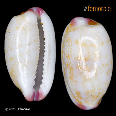 Cypraea fimbriata marmorata Schröter, 1804