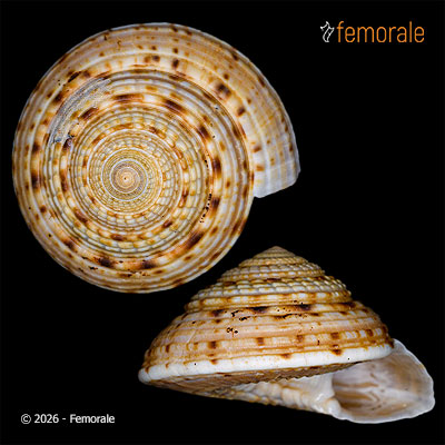 enlarge photo