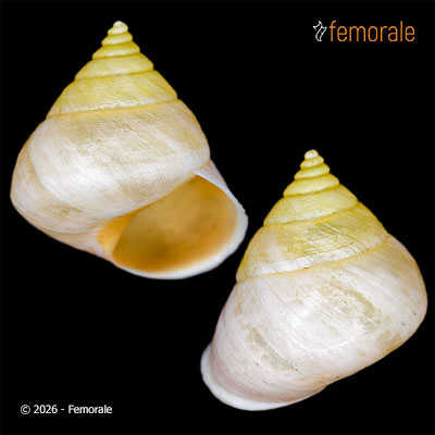 Eutrochatella trochulina (A. d´Orbigny, 1842)