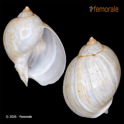 Volutharpa perryi (J. C. Jay, 1857)
