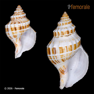 enlarge photo