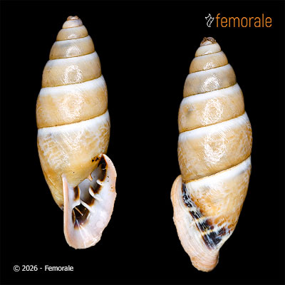 Cyclodontina punctatissima (Lesson, 1830)
