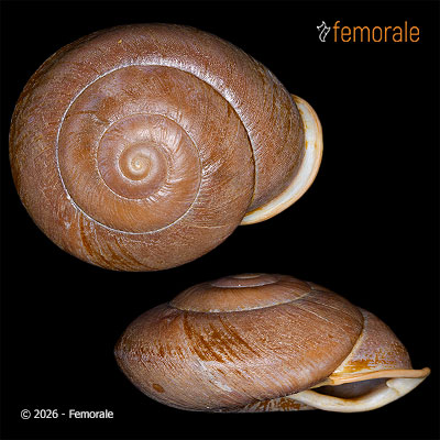 Isomeria oreas (F. C. L. Koch, 1844)