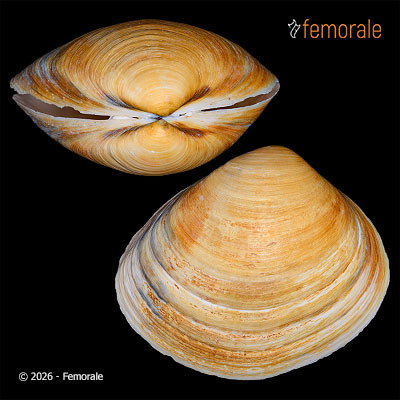 Cyclomactra ovata (J. E. Gray, 1843)