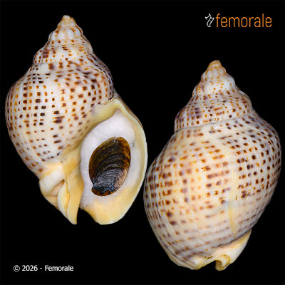 Cominella adspersa (Bruguière, 1789)