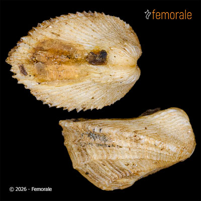 Milneria kelseyi Dall, 1916