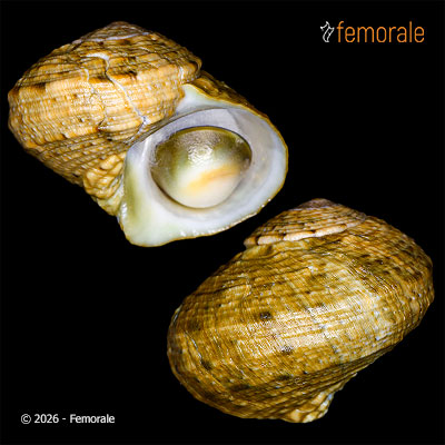 Lunella cinerea (Born, 1778)