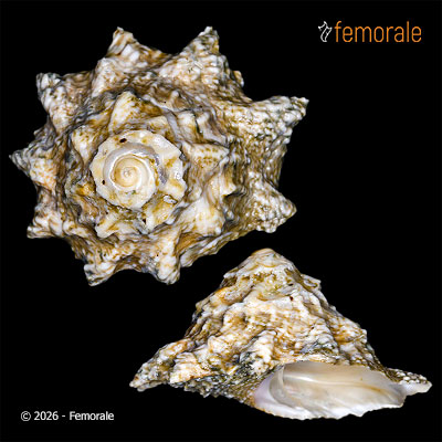 Astralium stellare (Gmelin, 1791)