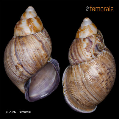 Porphyrobaphe iostoma (G. B. Sowerby I, 1824)