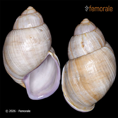 Porphyrobaphe cf. iostoma (G. B. Sowerby I, 1824)
