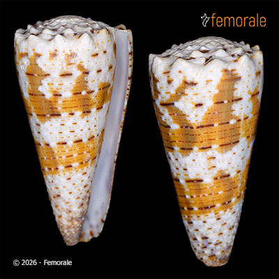 Conus imperialis Linnaeus, 1758