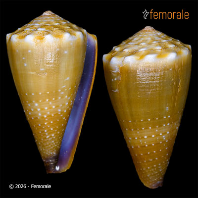 Conus sanguinolentus Quoy & Gaimard, 1834