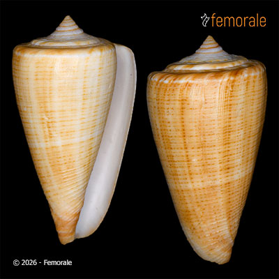 Conus furvus albicans G. B. Sowerby II, 1857