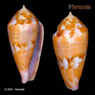 Conus corallinus Kiener, 1845