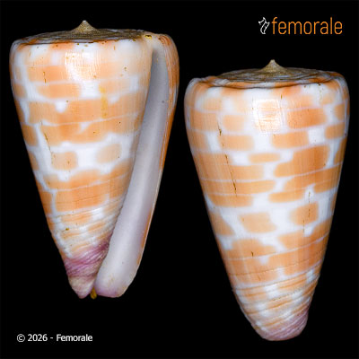 Conus tessulatus Born, 1778