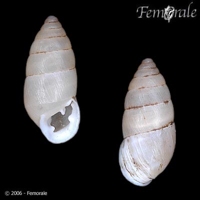 Chondrula tridens (O. F. Müller, 1774)