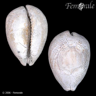 Barycypraea ovata ovata (Martin, 1879)†