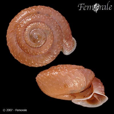 Moellendorffia trisinuata sculptilis (Möllendorff, 1884)