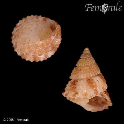 Clypeostoma cecileae (Poppe, Tagaro & H. Dekker, 2006)
