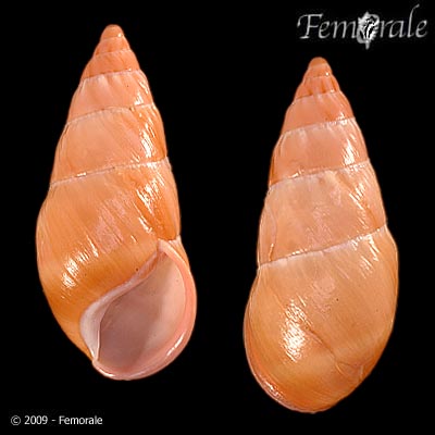 Pseudachatina connectens (D´Ailly, 1896)