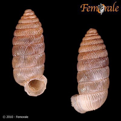 Urocoptidae image