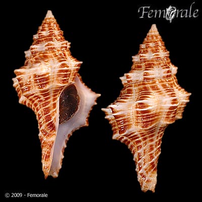 Hemipolygona amaliae (Küster & Kobelt, 1874)
