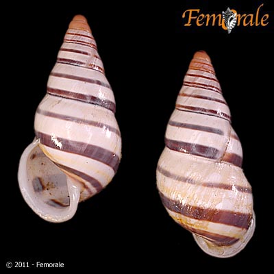 Amphidromus laevus laevus (O. F. Müller, 1774)