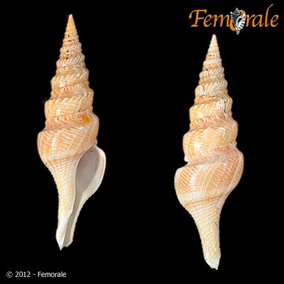 enlarge photo