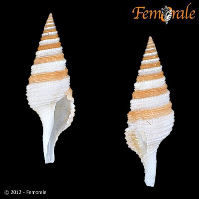 enlarge photo