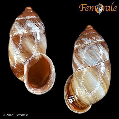 Pupinidius nanpingensis nanpingensis (Möllendorff, 1901)