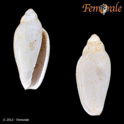 Serrata winteri (Tate, 1878) †