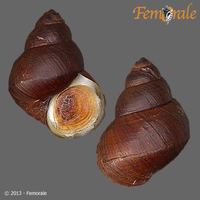 enlarge photo