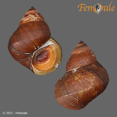 enlarge photo