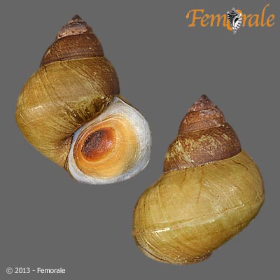 enlarge photo