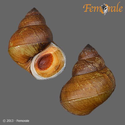 enlarge photo