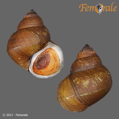 enlarge photo