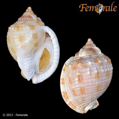 enlarge photo