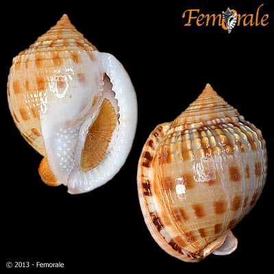 enlarge photo