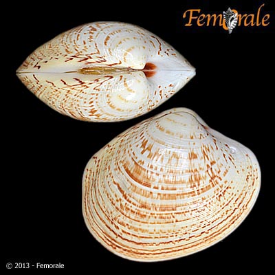 enlarge photo
