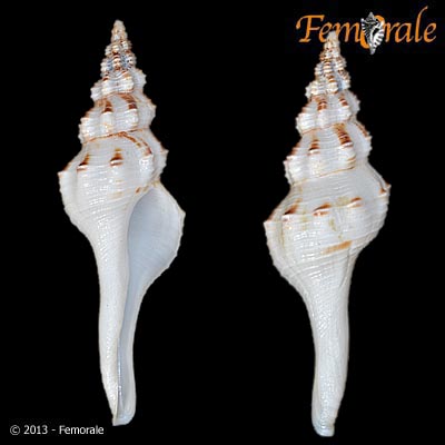 enlarge photo