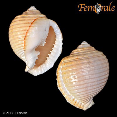 enlarge photo