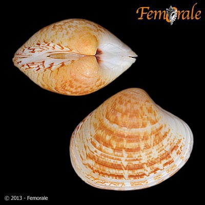 enlarge photo