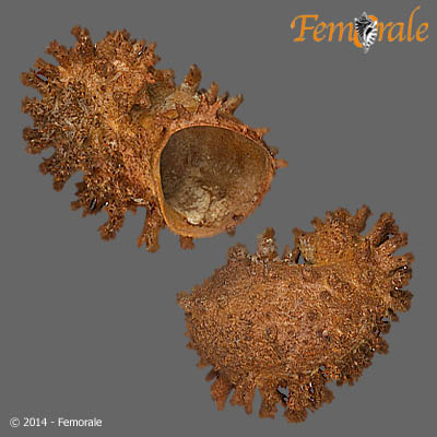 Hydrissa sodalis (Stimpson, 1859)
