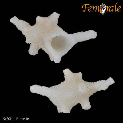 Hydrocorella sp. 142724
