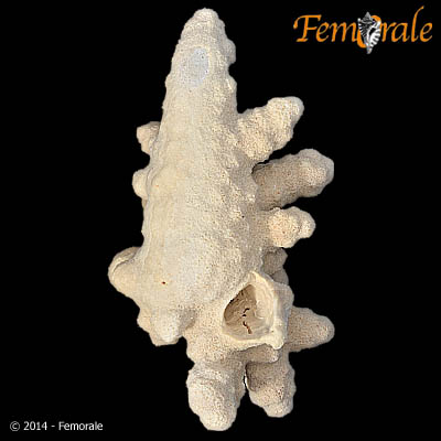 Hydrocorella cf. africana Stechow, 1902